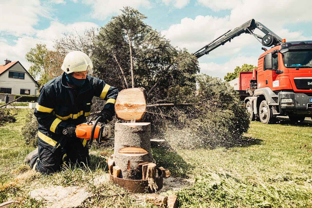 Best Tree Clearing Services  in New Castle, CO